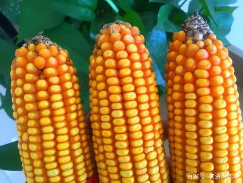 連續(xù)4天陰雨,影響玉米收割,玉米晚收可以嗎 雨后收割要防啥