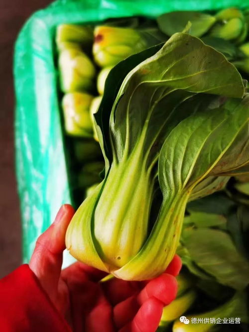 保供給,穩(wěn)物價(jià) 德州市供銷社系統(tǒng)全力抗擊疫情